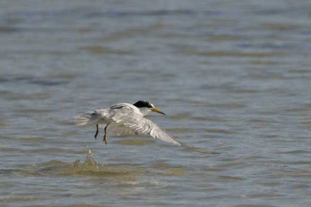 Least Tern at Carlos Point