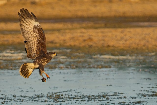 Snail Kite Hunting Over Harns Marsh Preserve
