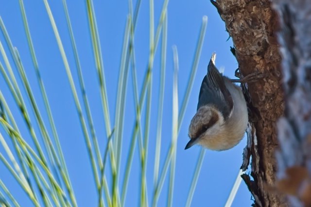 Exploring the Brown-headed Nuthatch at Crew Flint Pen Strand: Life in the Pine Flatwoods