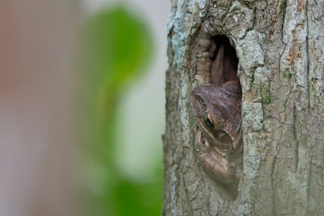 Unmasking the Cuban Tree Frog's Secret Life at Six Mile Cypress Slough Preserve