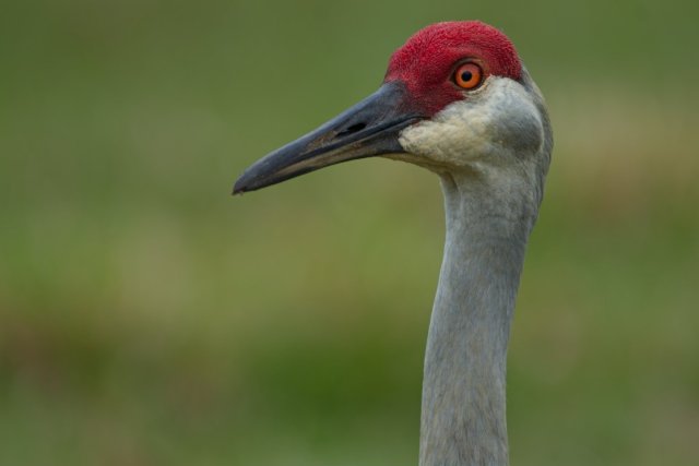 Florida's Ancient Sentinels of Babcock Ranch