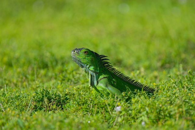 Green Iguana Basking in Lakes Park