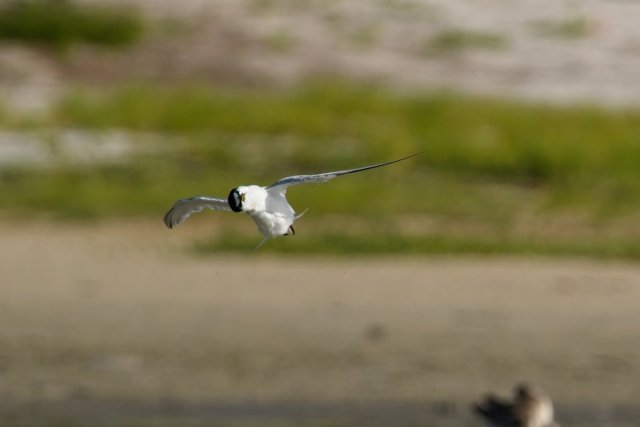 Least Tern at Carlos Point
