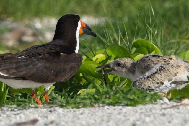 Skimming the Sands: A Close Encounter with the Black Skimmer at Carlos Point