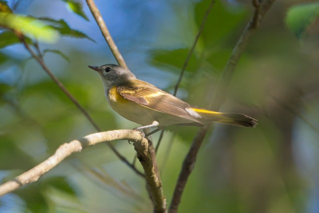 American Redstart in Action: A Bright Spot at Six Mile Cypress Slough