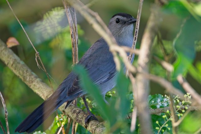 Gray Catbird at Rotary Park