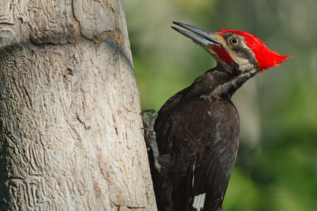Pileated Woodpecker in the Six Mile Cypress Slough Preserve