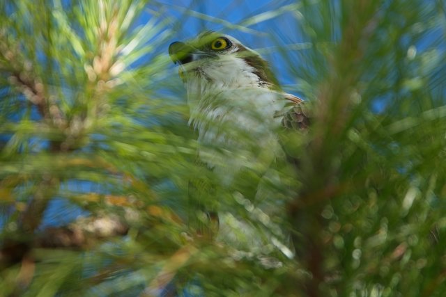 Osprey at Lakes Park