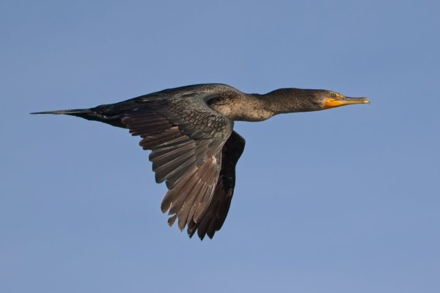 Soaring Above Harns Marsh: The Majesty of the Double-crested Cormorant