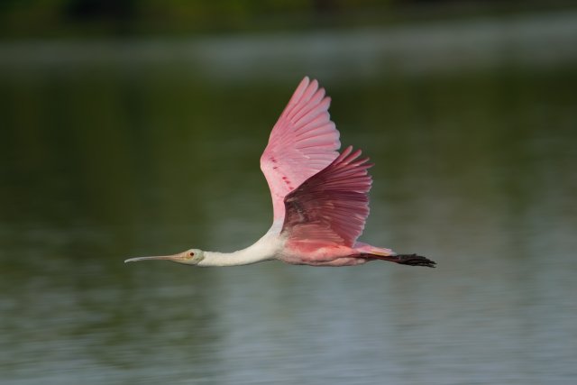 Roseate Spoonbill in Flight: A Pink Streak Over Ding Darling