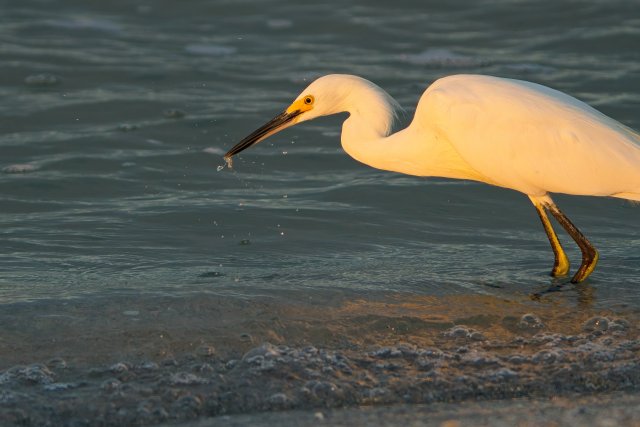 Snowy Egret foraging at Bowman's Beach on Sanibel Island