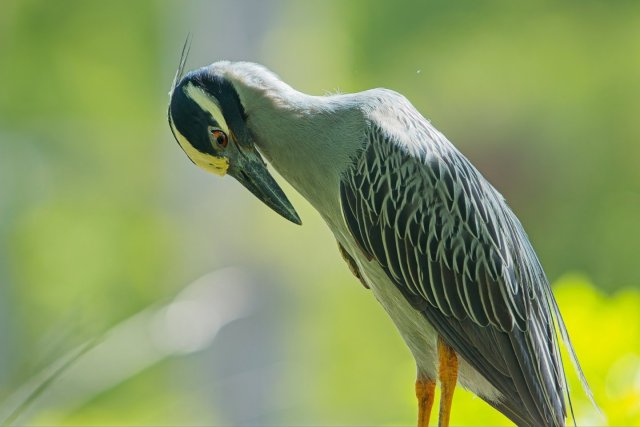 The Patient Vigil of the Yellow-crowned Night Heron in the Six Mile Cypress Slough Preserve