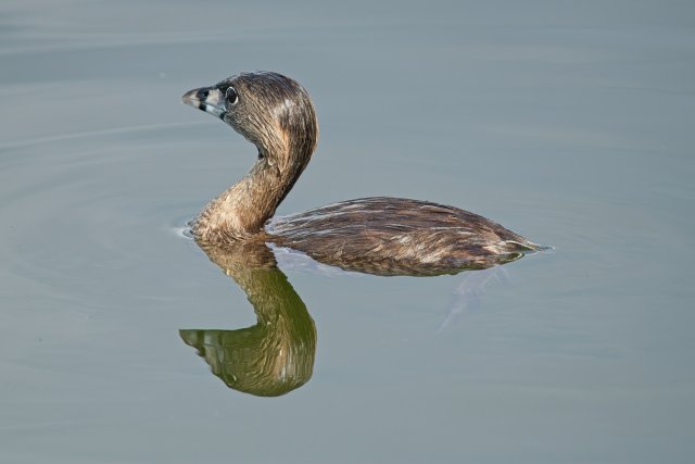 Pied-billed Grebe at Lakes Park: Mastering Camouflage and Buoyancy