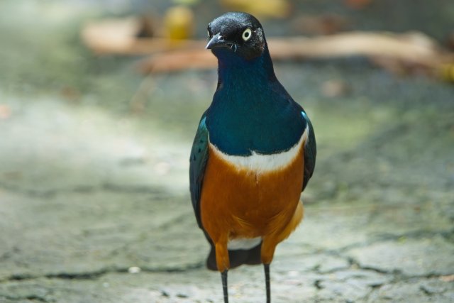 The Jewel of Light: Observing Superb Starlings at Zoo Miami