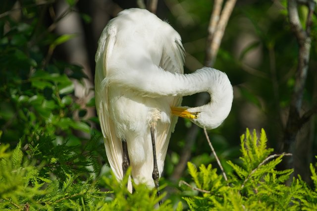 Title Great Egret Patience at Six Mile Cypress Slough Preserve