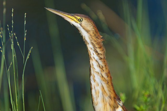 Least Bittern sightings and habitat identification at Lakes Park
