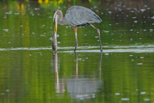 Great Blue Heron Hunting Catfish at J.N. Ding Darling National Wildlife Refuge