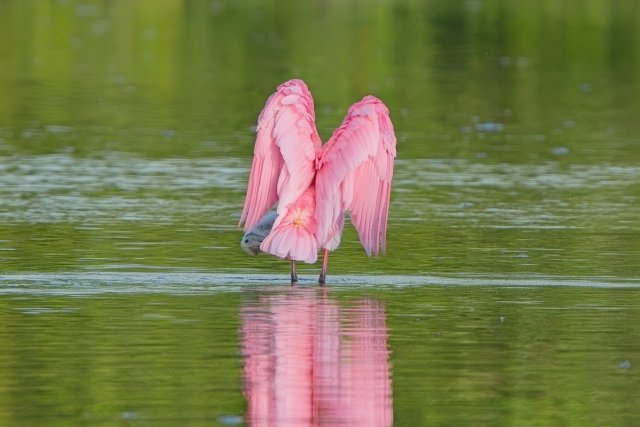 The Pink Specter of J.N. Ding Darling: Life in the Shallows