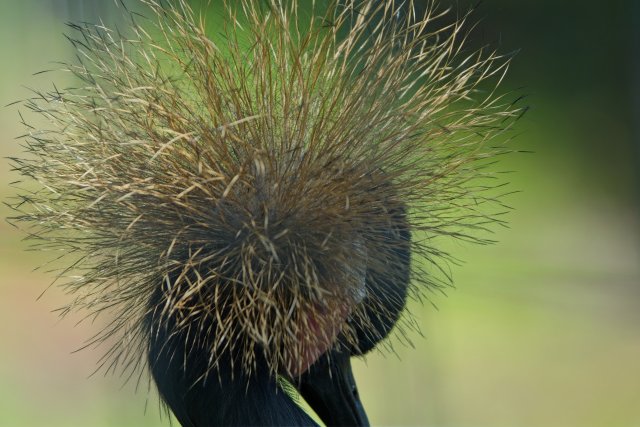 Black Crowned-Crane at Naples Zoo at Caribbean Gardens