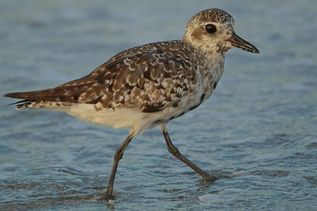Black-bellied Plover wintering at Bowman's Beach Florida habitat