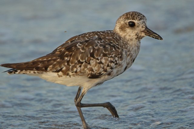 Black-bellied Plover wintering at Bowman's Beach Florida habitat