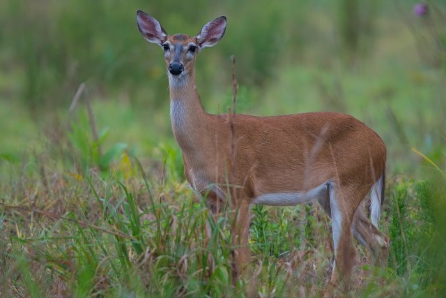White-tailed Deer at Crew Flint Pen Strand: Adaptations in Florida Wetlands