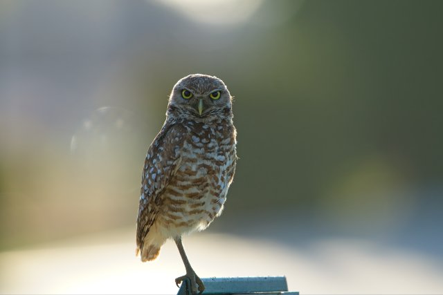 Burrowing Owls in Pelican Baseball Complex Florida: How these birds adapt to urban landscapes