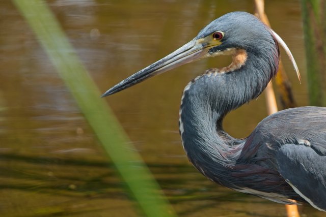 Sunken Hunter of Tricolored Heron in Lakes Park