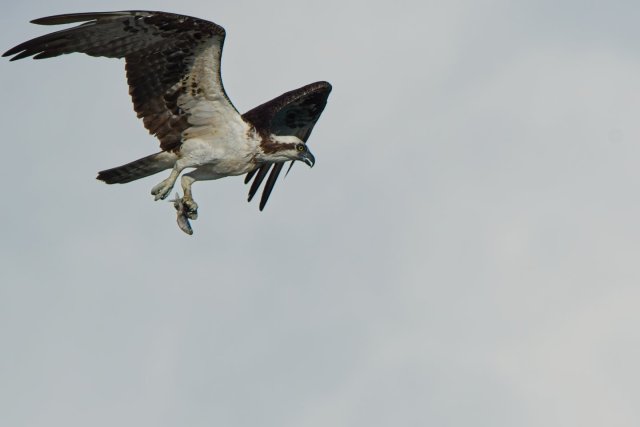 Sky Hunter's Grace: Osprey Mastery in Lakes Park