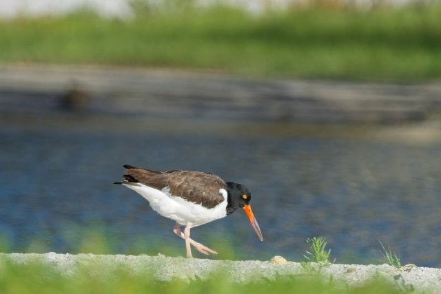 American Oystercatcher Foraging at Carlos Point Mudflats