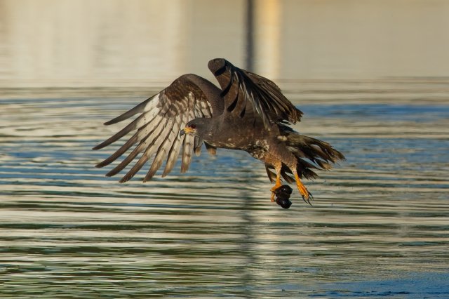 Snail Kite at Harns Marsh Preserve