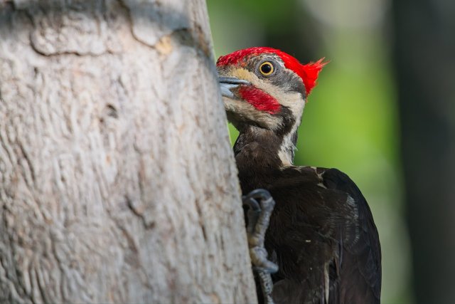 Pileated Woodpecker in the Six Mile Cypress Slough Preserve