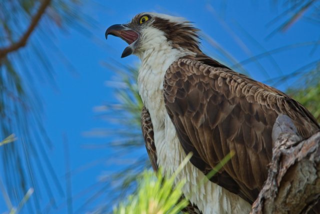 The Golden Gaze of the Osprey in Lakes Park