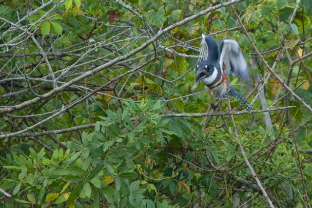 Belted Kingfishers of Harns Marsh Preserve: A Flight Through Florida Wetlands