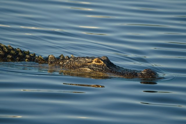 American Alligators in Lakes Park: Watching Ancient Predators in Florida's Waters