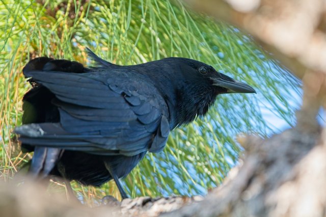 Sentient Shadows of the American Crow at Lakes Park
