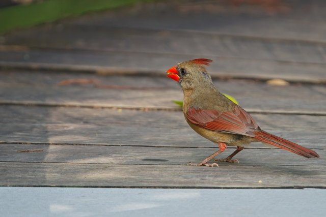 Northern Cardinals of Six Mile Cypress Slough Preserve