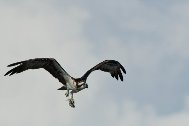 Sky Hunter's Grace: Osprey Mastery in Lakes Park