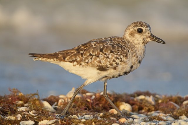 Black-bellied Plover wintering at Bowman's Beach Florida habitat