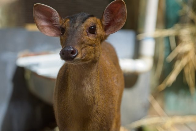 Reeve's Muntjac camouflage and behavior in Sarasota Jungle Gardens
