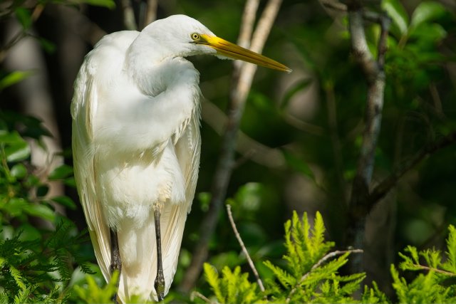 Title Great Egret Patience at Six Mile Cypress Slough Preserve