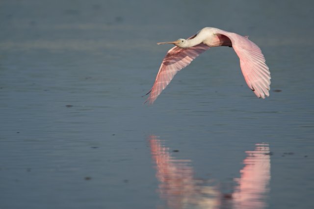 Roseate Spoonbills Soar Over J.N. Ding Darling Wetland