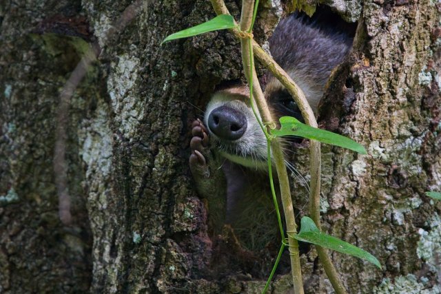 Raccoons Navigate the Shadows of the Six Mile Cypress Slough Preserve