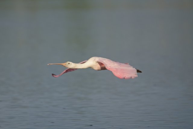 Roseate Spoonbills Soar Over J.N. Ding Darling Wetland