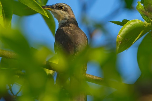 Mangrove Cuckoo Watchers in J.N. Ding Darling National Wildlife Refuge