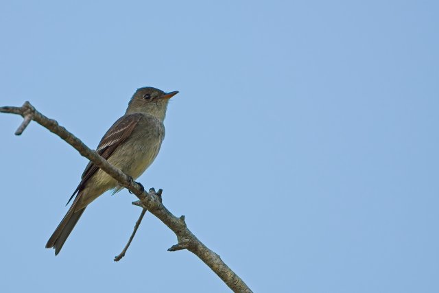 Eastern Wood Pewee in Flight at Lakes Park: Expert Flycatching