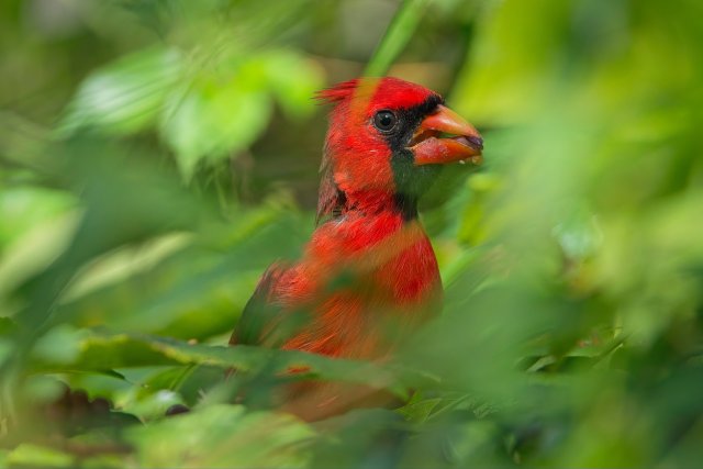 Northern Cardinal Identification at Six Mile Cypress Slough Preserve