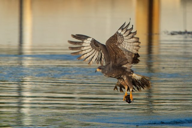 Snail Kite at Harns Marsh Preserve