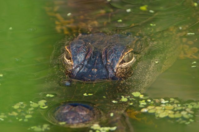 American Alligator at Lakes Park