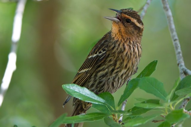 The Silent Language of Red Winged Blackbirds at Lakes Park